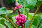 Kenia Banana Plant seeds, house plants, teacher gifts, best gift for him her, home decor, educational and fun, birthday, mothers fathers day