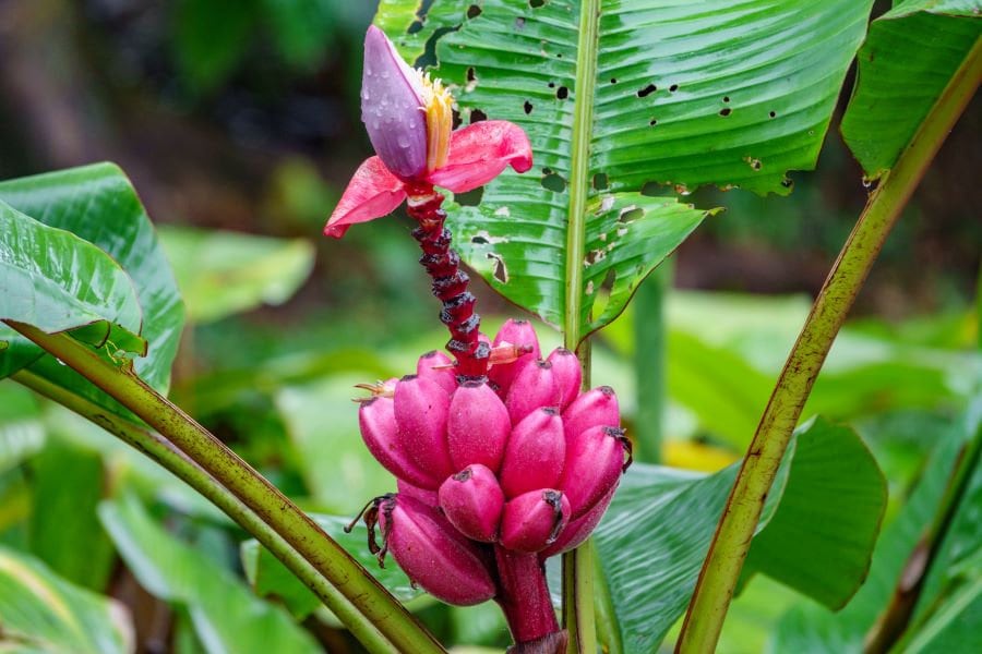 Kenia Banana Plant seeds, house plants, teacher gifts, best gift for him her, home decor, educational and fun, birthday, mothers fathers day