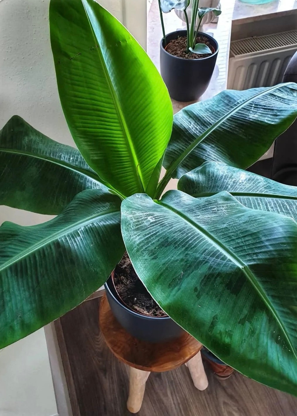 Kenia Banana Plant seeds, house plants, teacher gifts, best gift for him her, home decor, educational and fun, birthday, mothers fathers day