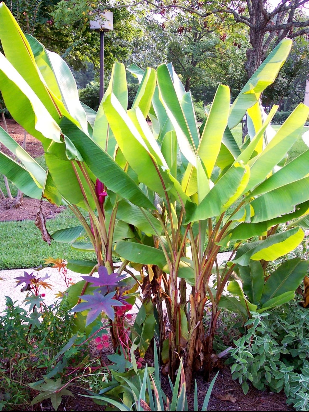 Kenia Banana Plant seeds, house plants, teacher gifts, best gift for him her, home decor, educational and fun, birthday, mothers fathers day