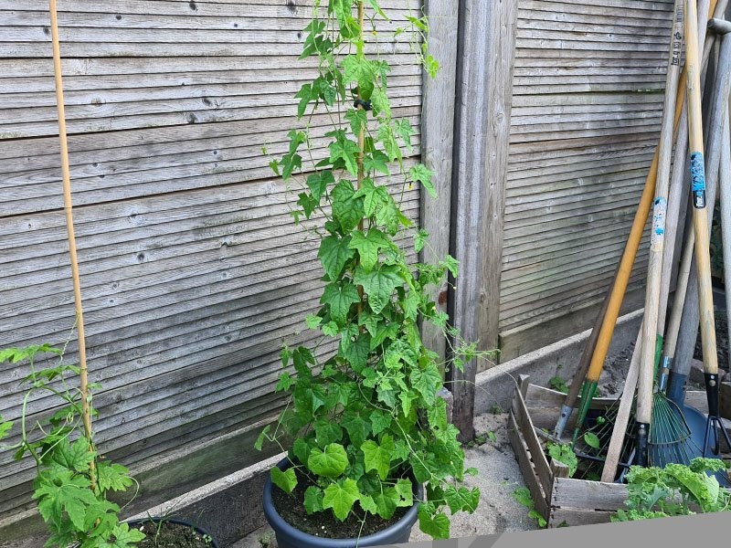 Mini Watermelon Seeds: Mouse Melon, DIY Fruit & Vegetables, Fun and Easy to Grow