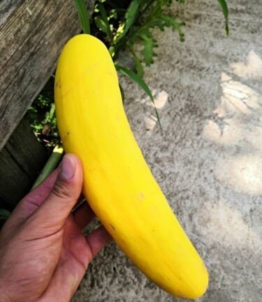 Yellow Cucumber seeds, amazing colour, easy to grow, best gift for him and her, gardening, home decor gifts flower plant
