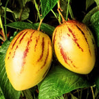 Pepino Melon Pear Seeds: Organic Gardening, Fruit & Vegetables, Superfood, Easy to Grow