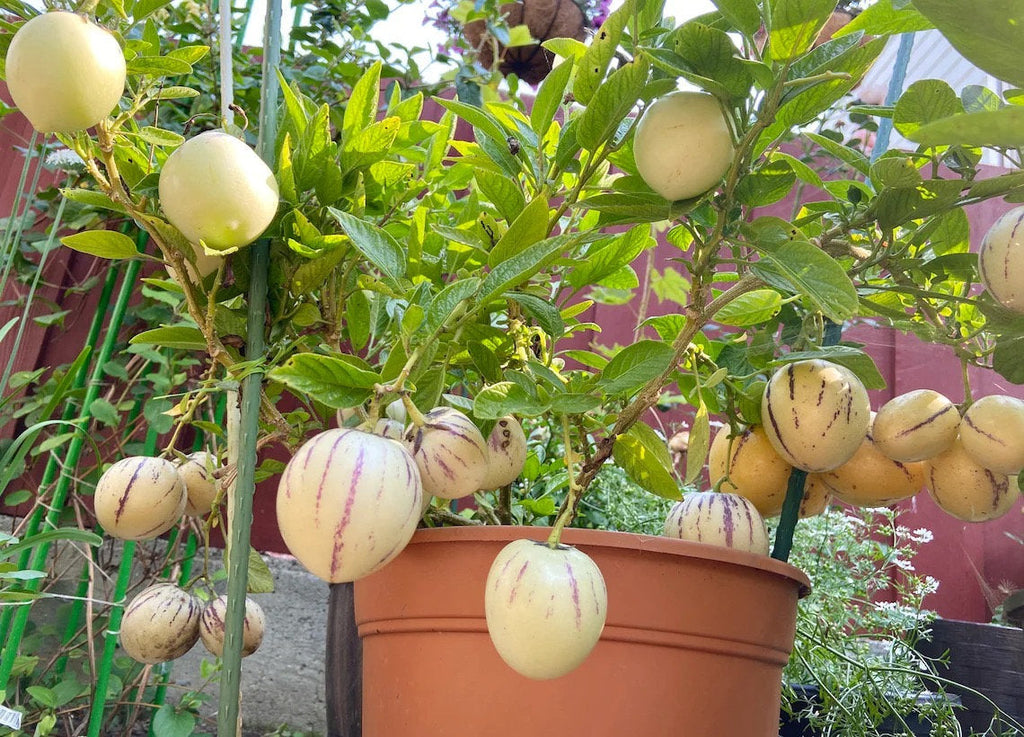 Pepino Melon Pear seeds, teacher gifts, best gift for him & her, gardening, educational, birthday, mothers fathers day, fruit and vegetables
