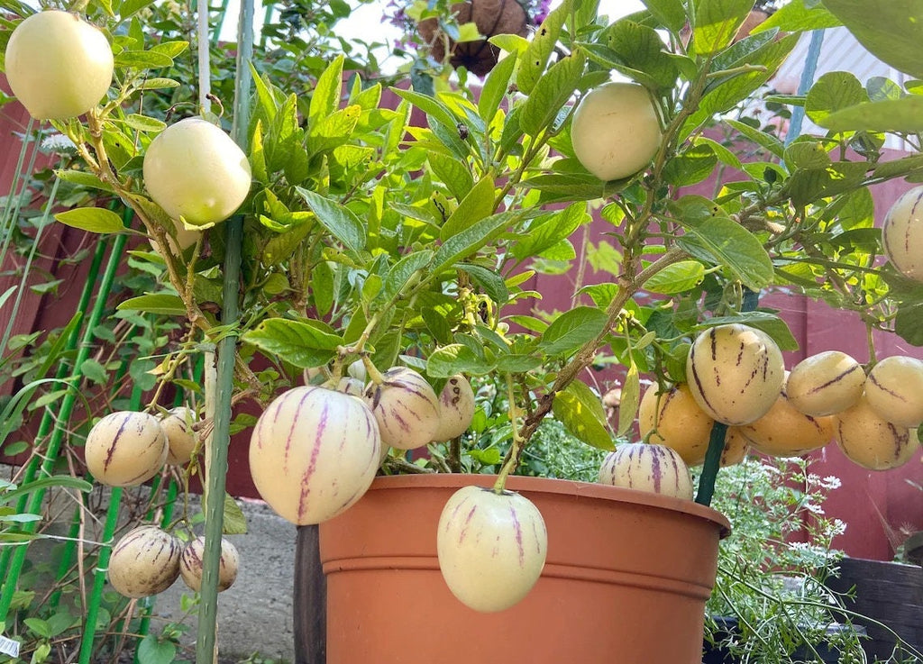 Pepino Melon Pear Seeds: Organic Gardening, Fruit & Vegetables, Superfood, Easy to Grow