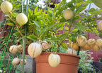Pepino Melon Pear Seeds: Organic Gardening, Fruit & Vegetables, Superfood, Easy to Grow