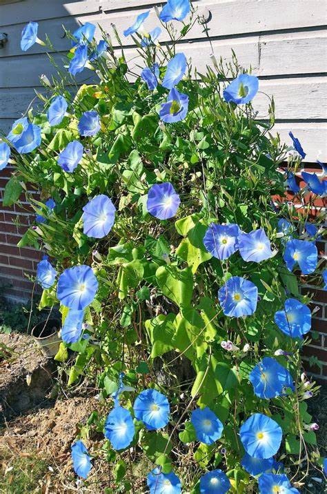 Clarks Blue Morning Glory seeds, amazing colour, easy to grow, best gift for him and her, gardening, home decor gifts flower plant