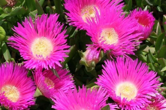 Hottentot Fig seeds, Sour Fig, amazing colours, best gift for him and her, gardening, home decor gifts flower plant, birthday, teacher gifts