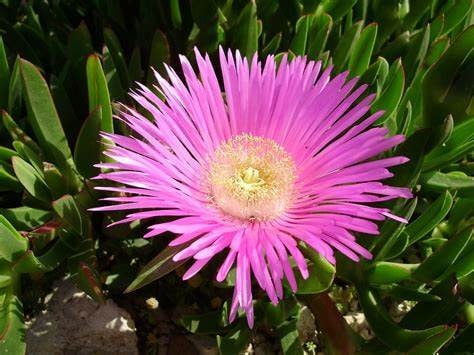 Hottentot Fig seeds, Sour Fig, amazing colours, best gift for him and her, gardening, home decor gifts flower plant, birthday, teacher gifts