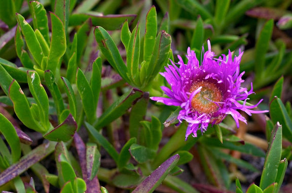 Hottentot Fig seeds, Sour Fig, amazing colours, best gift for him and her, gardening, home decor gifts flower plant, birthday, teacher gifts