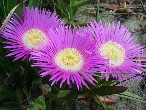 Hottentot Fig seeds, Sour Fig, amazing colours, best gift for him and her, gardening, home decor gifts flower plant, birthday, teacher gifts