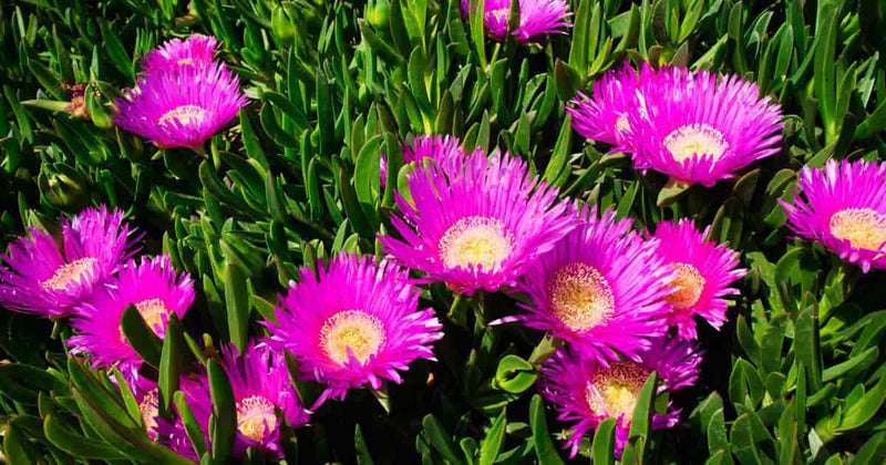 Hottentot Fig seeds, Sour Fig, amazing colours, best gift for him and her, gardening, home decor gifts flower plant, birthday, teacher gifts