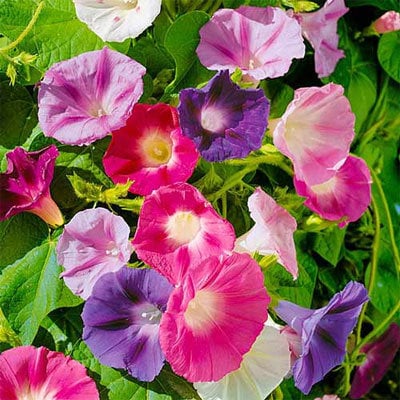 Multi Color Morning Glory seeds, best gift for him and her, gardening, home decor, mothers day fathers day, teacher gifts, birthday, plants