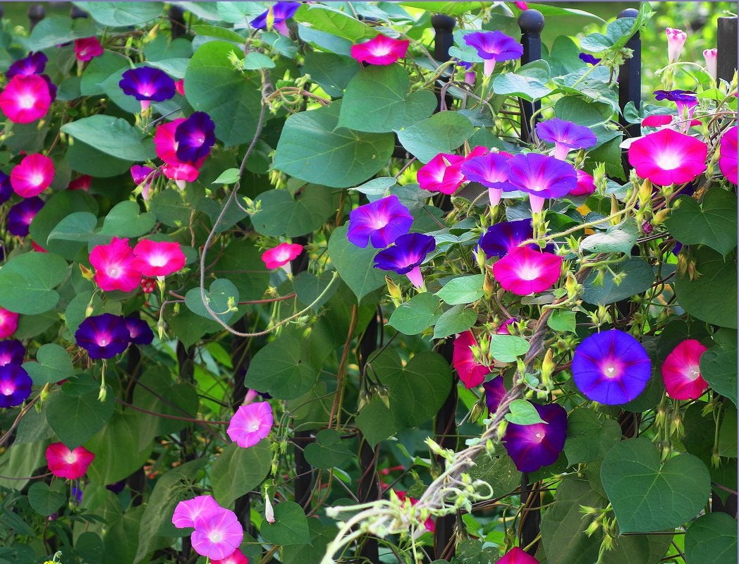 Multi Color Morning Glory seeds, best gift for him and her, gardening, home decor, mothers day fathers day, teacher gifts, birthday, plant