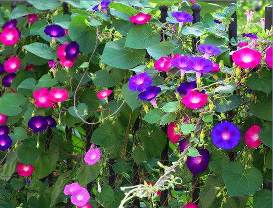 Multi Color Morning Glory seeds, best gift for him and her, gardening, home decor, mothers day fathers day, teacher gifts, birthday, plant