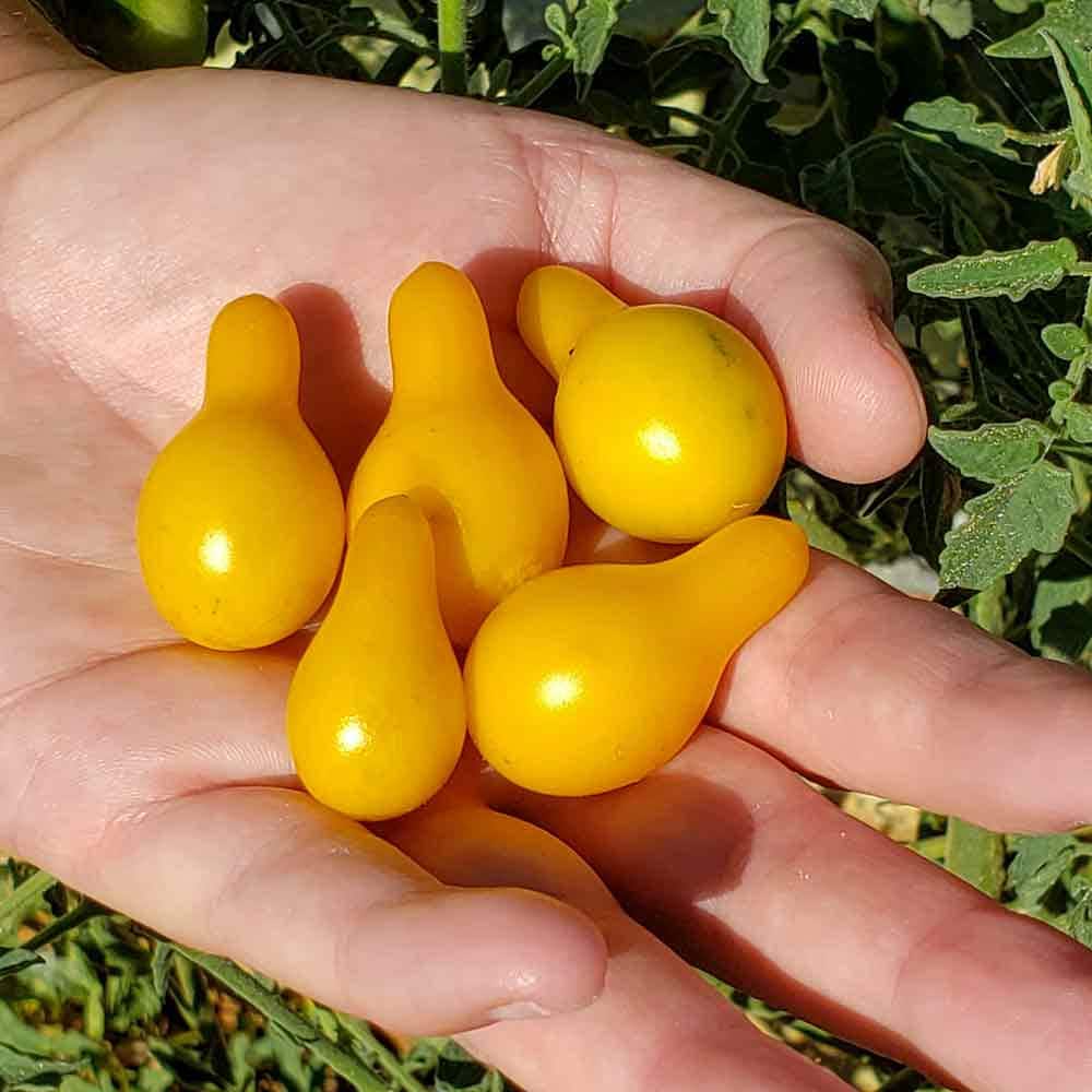 Yellow Pear-shaped Tomato seeds, best gift for him and her, gardening, home decor, educational, fruit & vegetable, mothers day fathers day