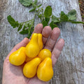 Yellow Pear-shaped Tomato seeds, best gift for him and her, gardening, home decor, educational, fruit & vegetable, mothers day fathers day