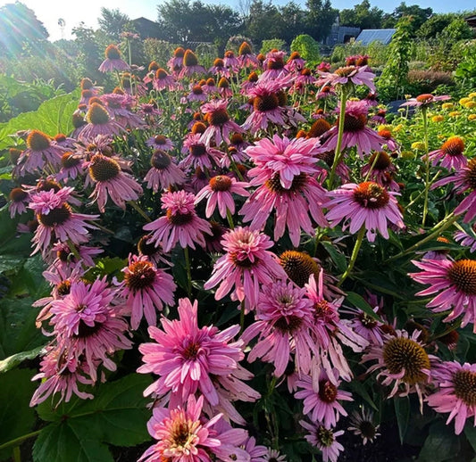 Pink Paradiso Super Duper seeds, Cone Flower, best gift for him her, home decor, Mothers Fathers Day, gardening, birthday, teacher gifts