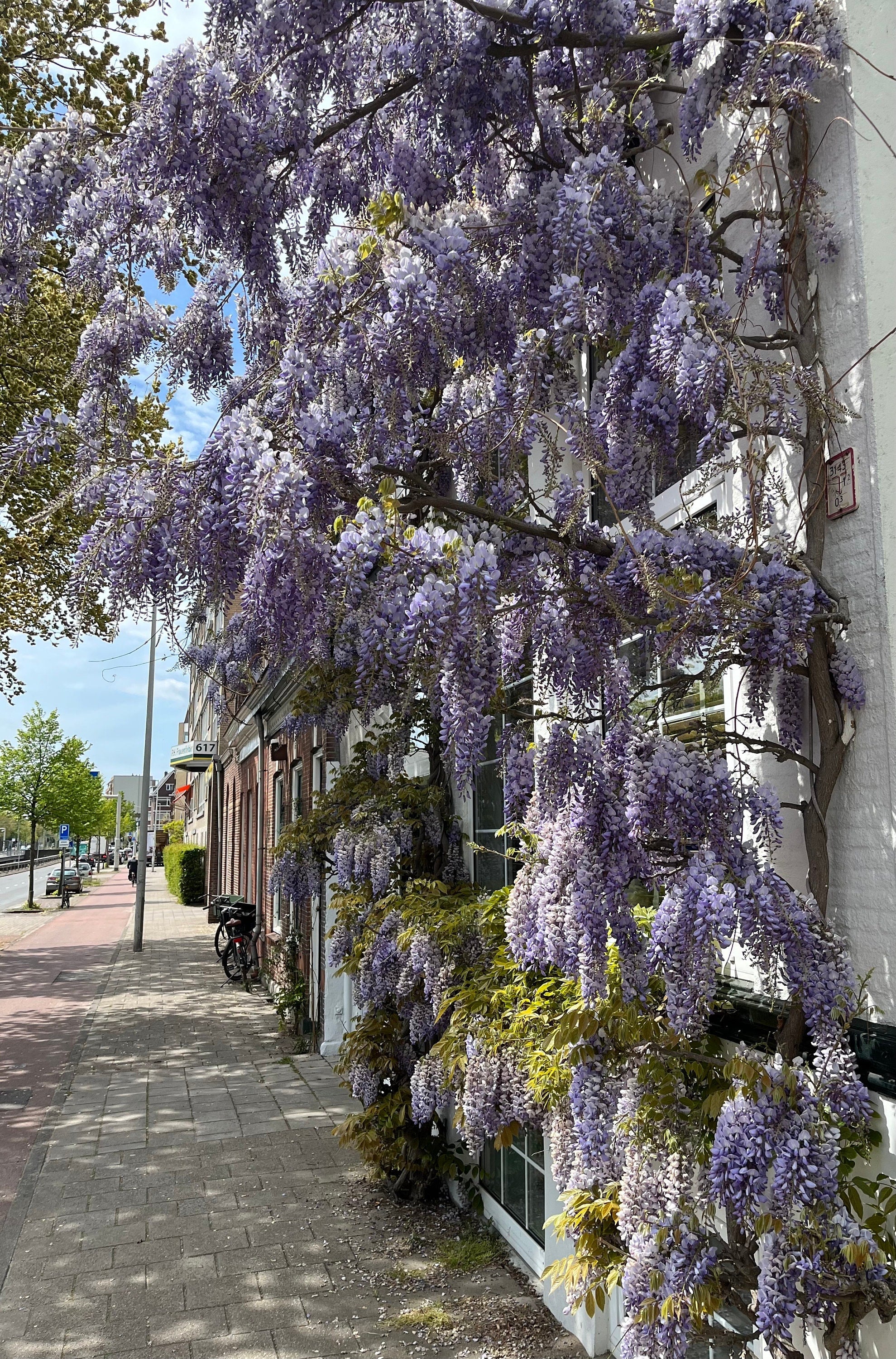 Blue Rain Wisteria seeds, best gift for him and her, home decor, fathers day, educational activity, DIY, birthday present, teacher gifts