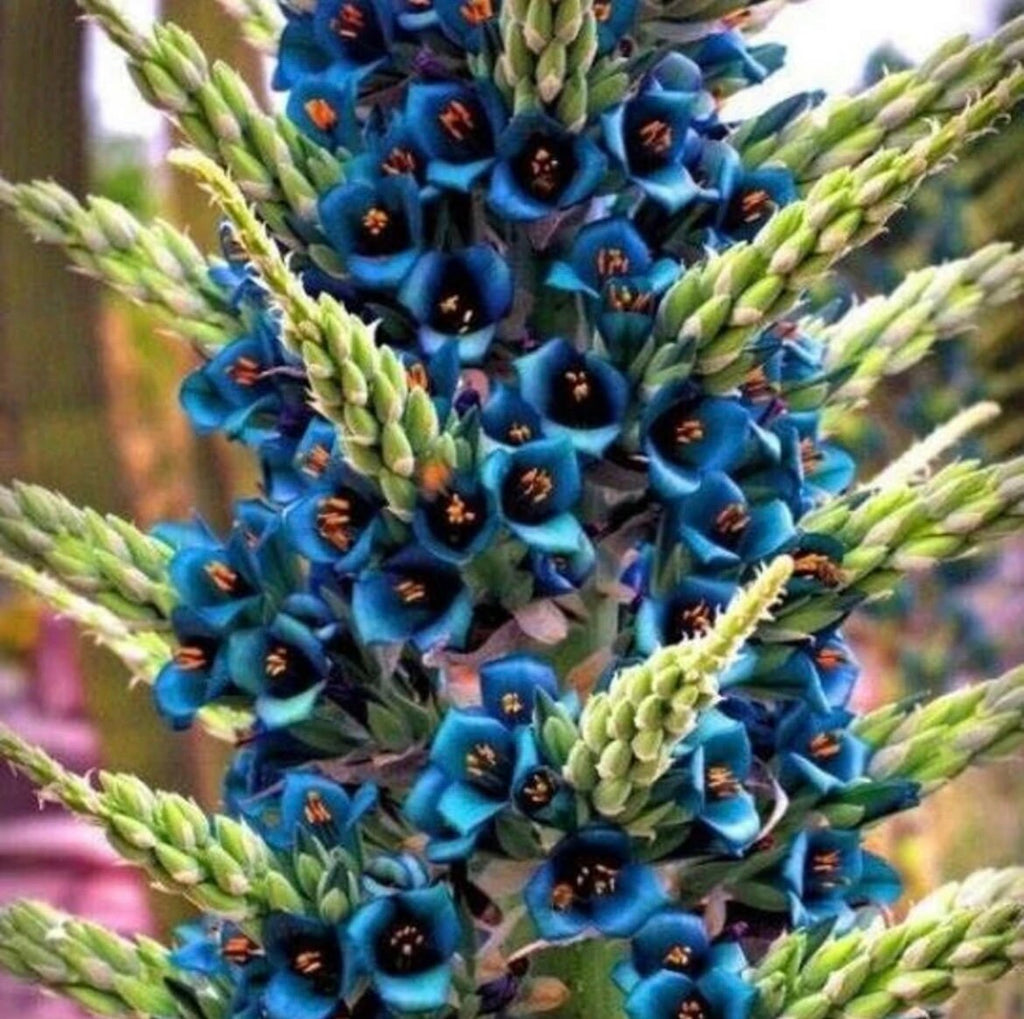 Puya alpestris seeds, birthday present, best gift for him her home decor, teacher gifts, DIY graduation Fathers Day flowering plants organic