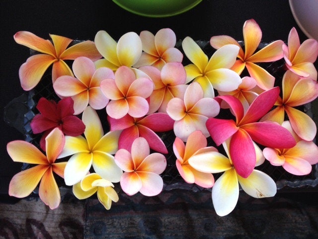Frangipani Plumeria seeds, pink orange yellow tropical flowering plant gift for him her mom dad teacher home decor birthday gardening flower