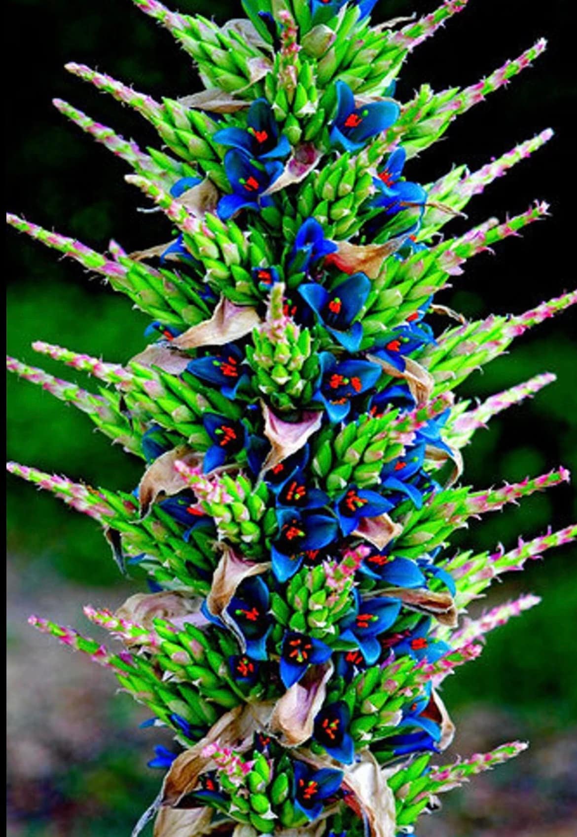 Puya alpestris seeds, birthday present, best gift for him her home decor, teacher gifts, DIY graduation Fathers Day flowering plants organic