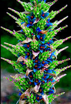 Puya alpestris seeds, birthday present, best gift for him her home decor, teacher gifts, DIY graduation Fathers Day flowering plants organic