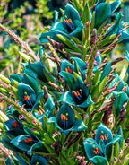 Puya alpestris seeds, birthday present, best gift for him her home decor, teacher gifts, DIY graduation Fathers Day flowering plants organic