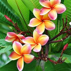 Frangipani Plumeria seeds, pink orange yellow tropical flowering plant gift for him her mom dad teacher home decor birthday gardening flower