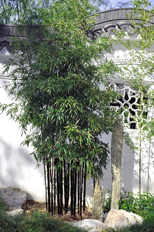 Black Bamboo Seeds: Home Decor Gardening, Phyllostachys Nigra