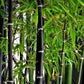 Black Bamboo seeds, outdoor and indoor home decor best gift for him her teacher gifts DIY house plants birthday present gardening organic