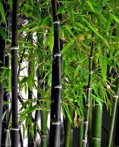 Black Bamboo seeds, outdoor and indoor home decor best gift for him her teacher gifts DIY house plants birthday present gardening organic