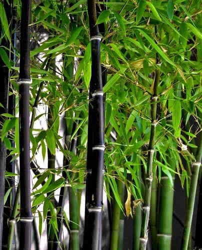 Black Bamboo Seeds: Indoor & Outdoor use, Easy to Grow, with Simple Instructions