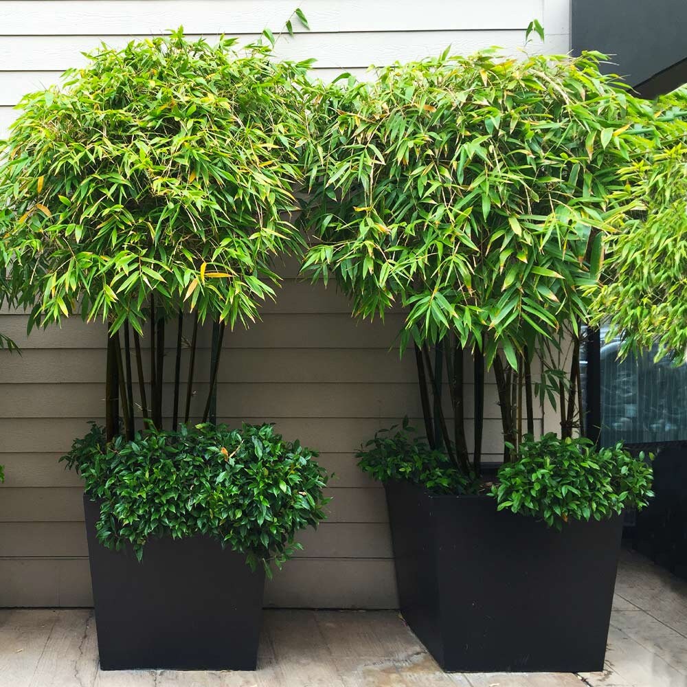 planting black bamboo seeds Black Bamboo Seeds – Helen's Greenhouse