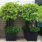 Black Bamboo Seeds: Home Decor Gardening, Phyllostachys Nigra