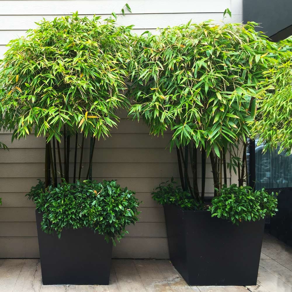 Black Bamboo Seeds: Home Decor Gardening, Phyllostachys Nigra