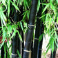 Black Bamboo seeds, outdoor and indoor home decor best gift for him her teacher gifts DIY house plants birthday present gardening organic