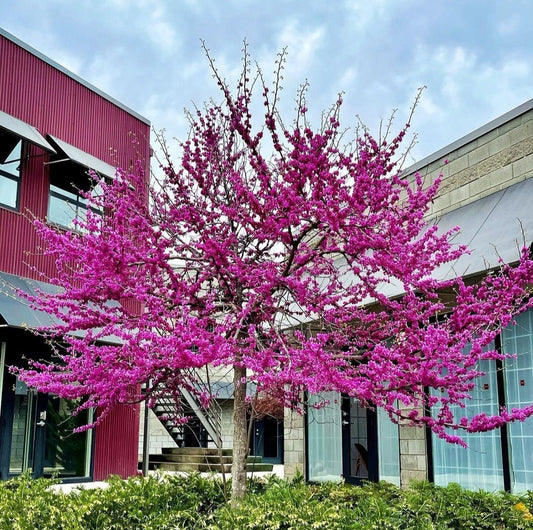 Pink Redbud tree seeds, best gift for him her, indoor and outdoor garden home decor birthday teacher gifts DIY flowering plant organic