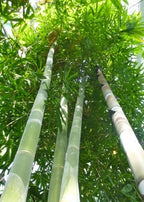 Giant Bamboo Seeds: Indoor & Outdoor Home Decor, Organic Gardening
