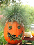 Jack O Lantern Pumpkin seeds outdoor indoor home decor Halloween gift for him her teacher gifts DIY birthday gardening gift for dad mom kids