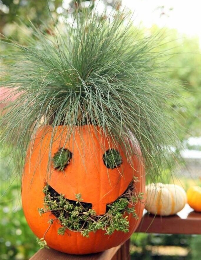 Jack O Lantern Pumpkin seeds outdoor indoor home decor Halloween gift for him her teacher gifts DIY birthday gardening gift for dad mom kids