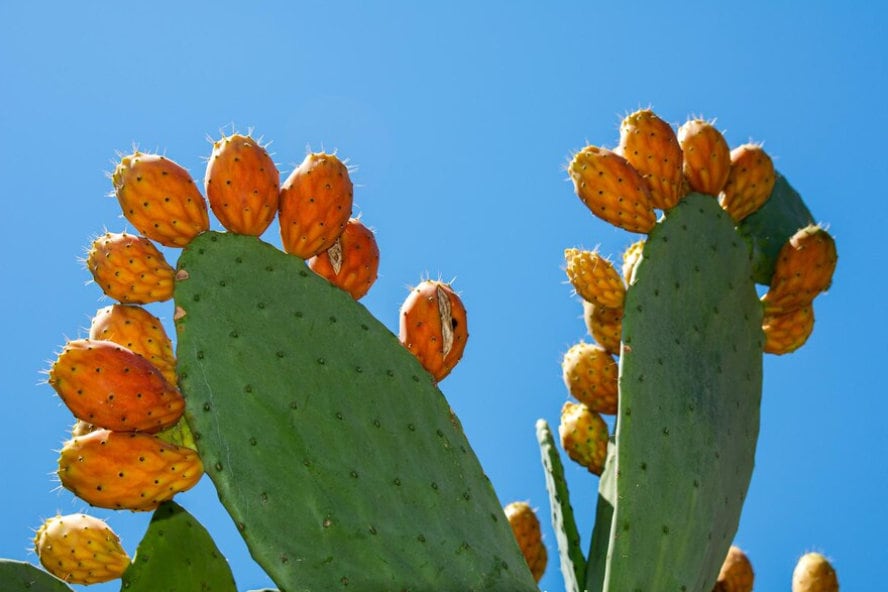 prickly pear cactus seeds edible Prickly Pear Fig Cactus Seeds