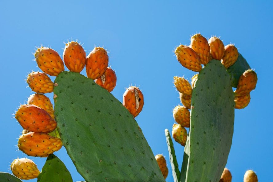 Prickly Pear Fig Cactus seeds, edible, best gift for him her home decor teacher gifts organic gardening birthday flowering plants succulents