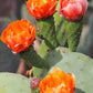 Prickly Pear Fig Cactus seeds, edible, best gift for him her home decor teacher gifts organic gardening birthday flowering plants succulents