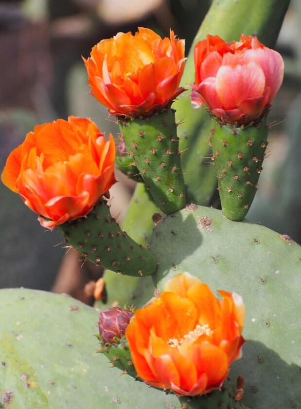 Prickly Pear Fig Cactus seeds, edible, best gift for him her home decor teacher gifts organic gardening birthday flowering plants succulents