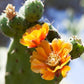 Prickly Pear Fig Cactus seeds, edible, best gift for him her home decor teacher gifts organic gardening birthday flowering plants succulents