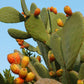 Prickly Pear Fig Cactus seeds, edible, best gift for him her home decor teacher gifts organic gardening birthday flowering plants succulents