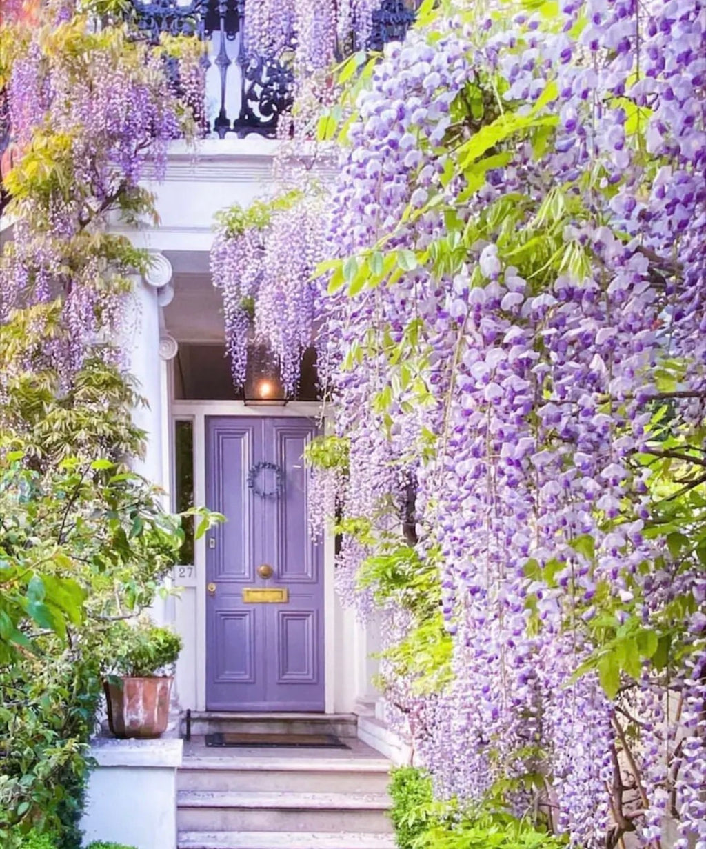 Blue Rain Wisteria seeds best gift for him her home decor teacher gifts graduation outdoor gardening DIY birthday present flowering plants