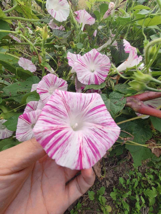 White and Purple Morning Glory seeds, best gift for him and her, gardening, home decor teacher gifts graduation birthday plants DIY