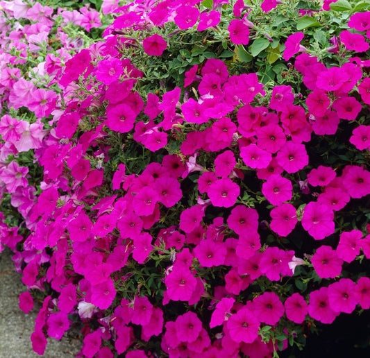 Pink Cascading Petunia seeds, best gift for him her, indoor & outdoor home decor birthday present teacher gifts DIY flowering plants organic